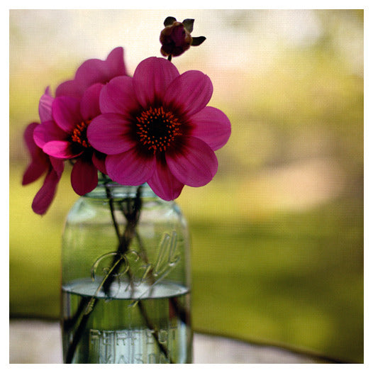 Dahlias in a Blue Jar - Fine Art Photograph