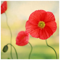 Colorful spring poppies photographed by Alicia Bock.
