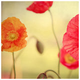 Colorful spring poppies photographed by Alicia Bock.