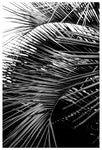 Line Up #2 - Fine Art Photograph