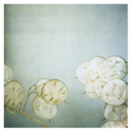 Lunaria #2 - Fine Art Photograph