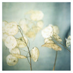 Lunaria #4 - Fine Art Photograph