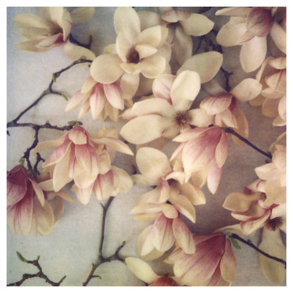 Lovelies - Fine Art Photograph