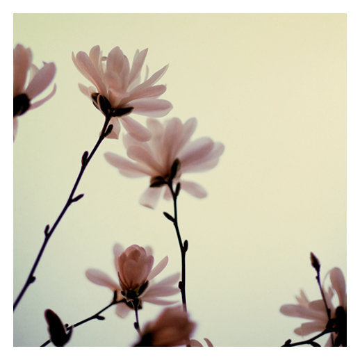Roseate - Fine Art Photograph