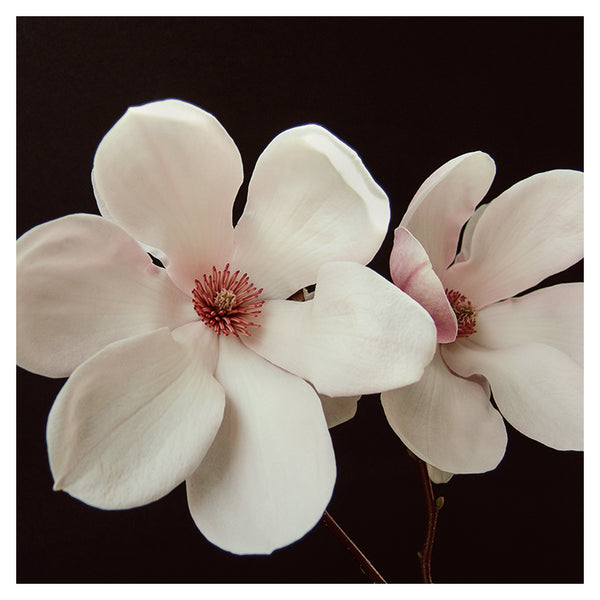 Magnolia On Black #1 - Fine Art Photograph
