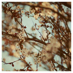 Blooming Plum - Fine Art Photograph