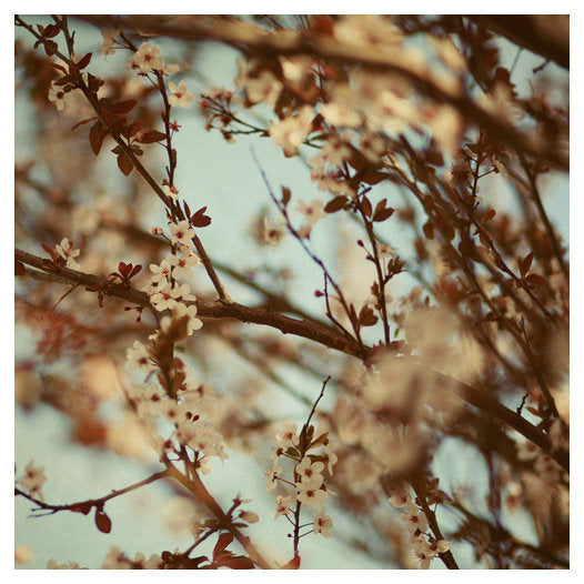 Blooming Plum - Fine Art Photograph