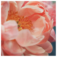 Paeonia #8 -  Fine Art Photograph