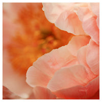 Paeonia #2 -  Fine Art Photograph