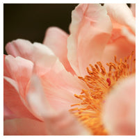Paeonia #3 -  Fine Art Photograph