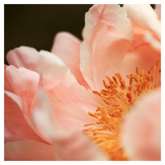 Paeonia #3 -  Fine Art Photograph