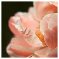 Paeonia #1 - Fine Art Photograph