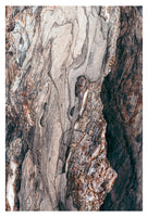 Metamorphic #2 - Fine Art Photograph