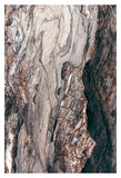 Metamorphic #2 - Fine Art Photograph