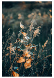Milkweed #1- Fine Art Photograph