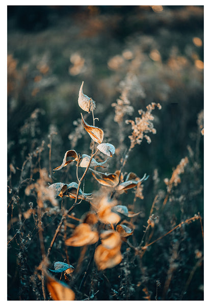 Milkweed #1- Fine Art Photograph