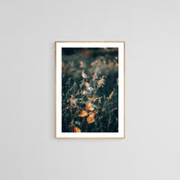 Milkweed #1- Fine Art Photograph