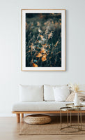 Milkweed #1- Fine Art Photograph