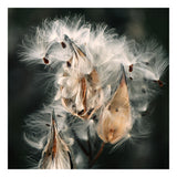 Milkweed #2- Fine Art Photograph