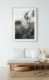 Milkweed #3- Fine Art Photograph