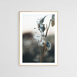 Milkweed #3- Fine Art Photograph