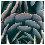 Morning Echeveria #1 - Fine Art Photograph