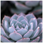 Morning Echeveria #3 - Fine Art Photograph