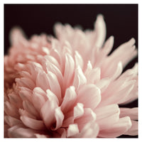 Mum - Fine Art Photograph