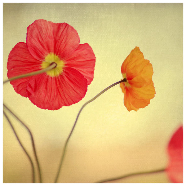 Colorful spring poppies. Photograph by Alicia Bock.