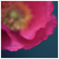 Pollen #3 - Fine Art Photograph