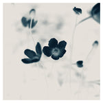 Cyan Anemone #2 -  Fine Art Photograph