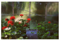 Greenhouse #1 - Fine Art Photograph