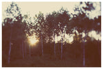 Birch Forest - Fine Art Photograph