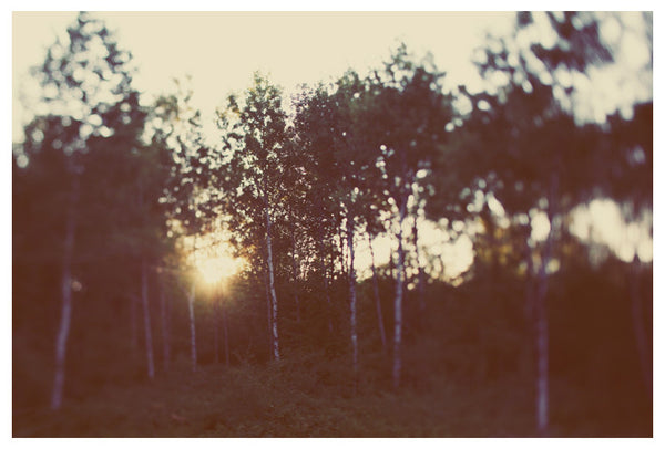 Birch Forest - Fine Art Photograph