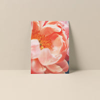 Blank Notecard - Paeonia #8