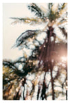 Palm Abstract #2 - Fine Art Photograph