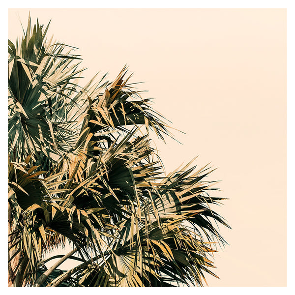 Palm Morning -  Fine Art Photograph
