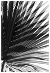 Palm Shadow - Fine Art Photograph