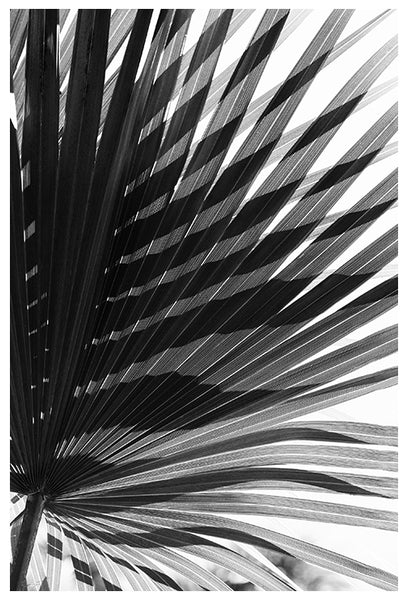 Palm Shadow - Fine Art Photograph