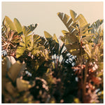Paradise #5 -  Fine Art Photograph
