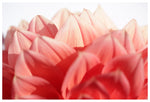 Modren Floral Photograph - Passion