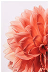 Pink Lady - Fine Art Photograph