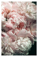 Pink Peony #1 - Fine Art Photograph