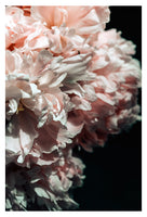 Pink Peony #3 - Fine Art Photograph