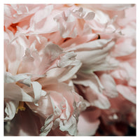 Pink Peony #4 -  Fine Art Photograph