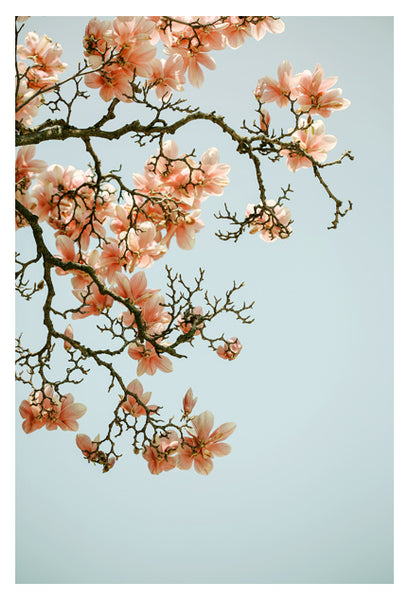Pink Spring #3 - Fine Art Photograph