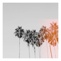 Pink Flare - Fine Art Photograph