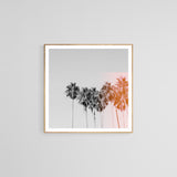 Pink Flare - Fine Art Photograph