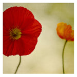 Printemps - Fine Art Photograph