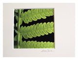 Green Leaf- 5"x5" Matted- Friday Outlet
